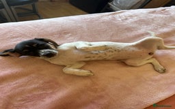 Jack Russell dogs for sale: Jack Russell Girl  - Image 1