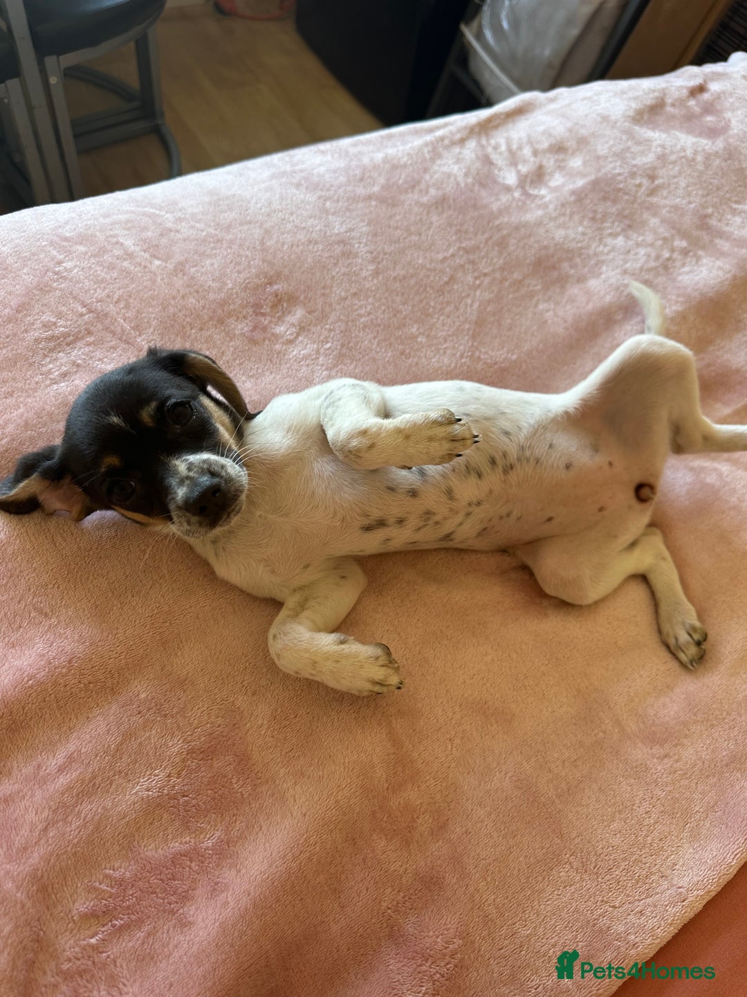 Jack Russell dogs for sale: Jack Russell Girl  - Image 1