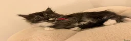 Mixed Breed cats for sale:  Persian mix kittens  in Bradford - Advert 3