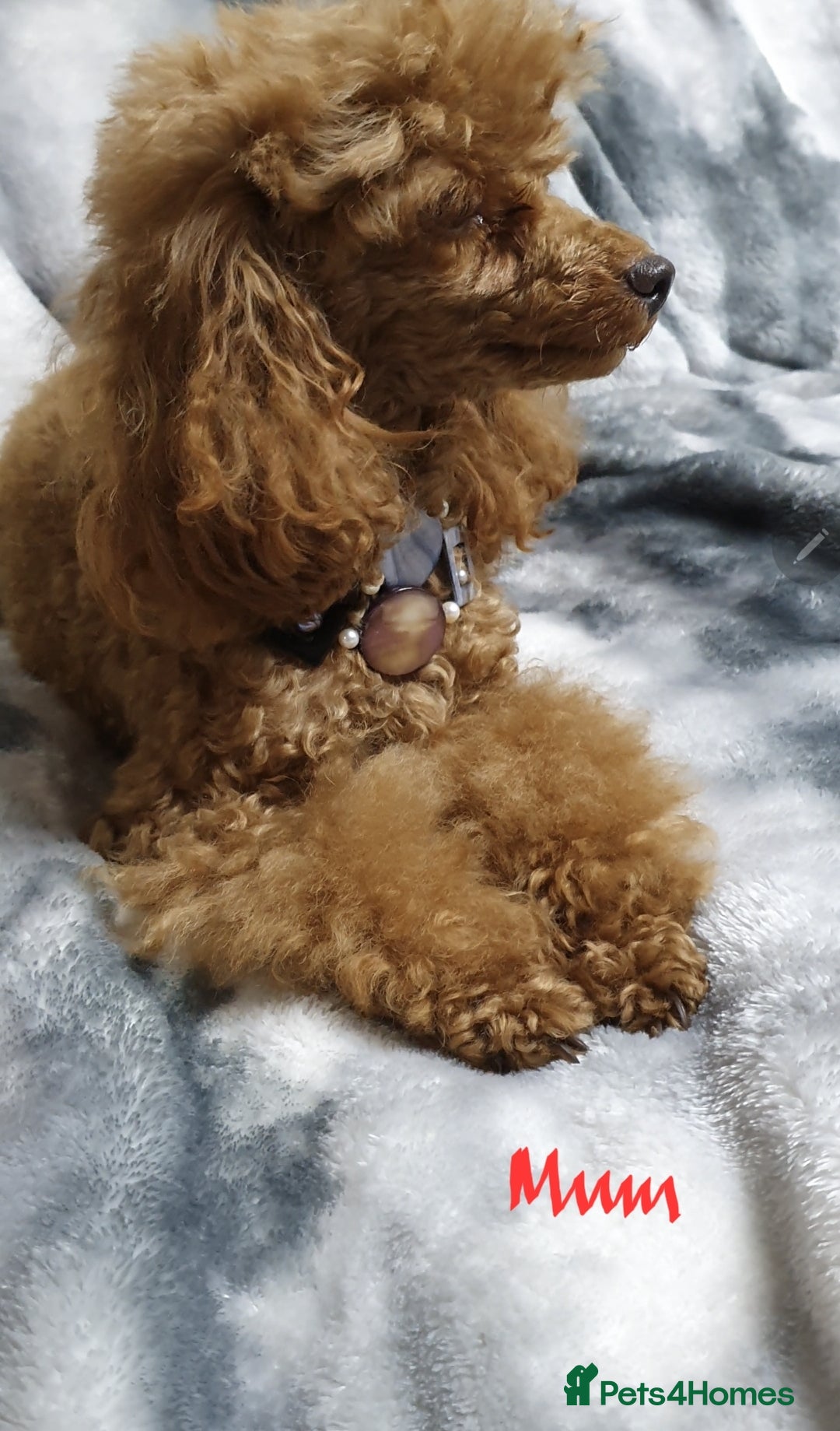 Toy Poodle dogs for sale: ASIAN CHAMPION lineage, KC registered Toy Poodles - Advert 16