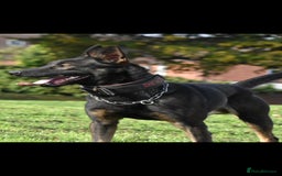Belgian Shepherd Dog dogs for sale: Bullherders top working lines  - Image 5
