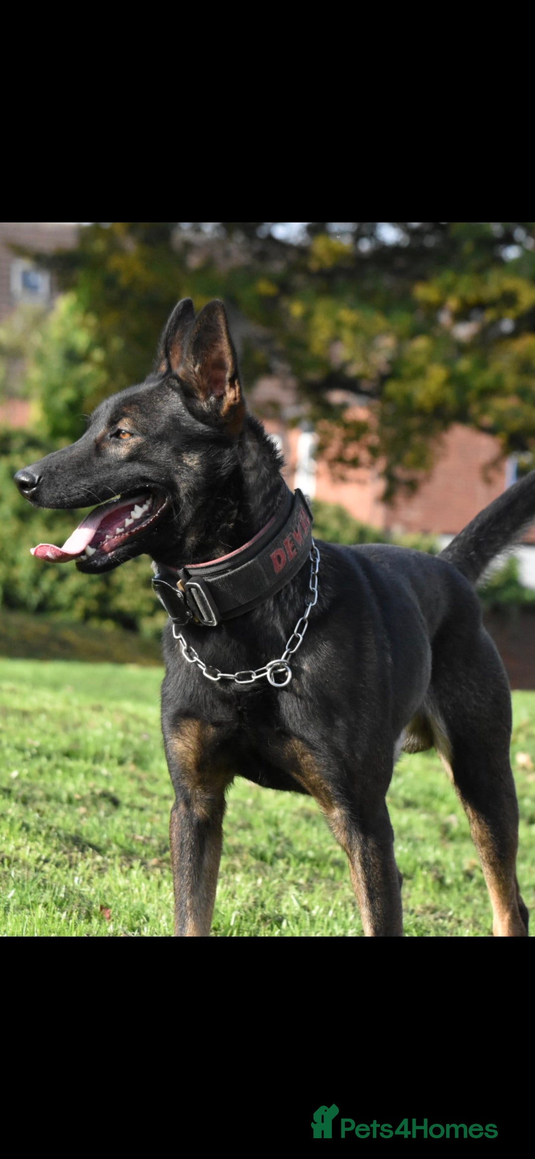 Belgian Shepherd Dog dogs for sale: Bullherders top working lines  - Image 5