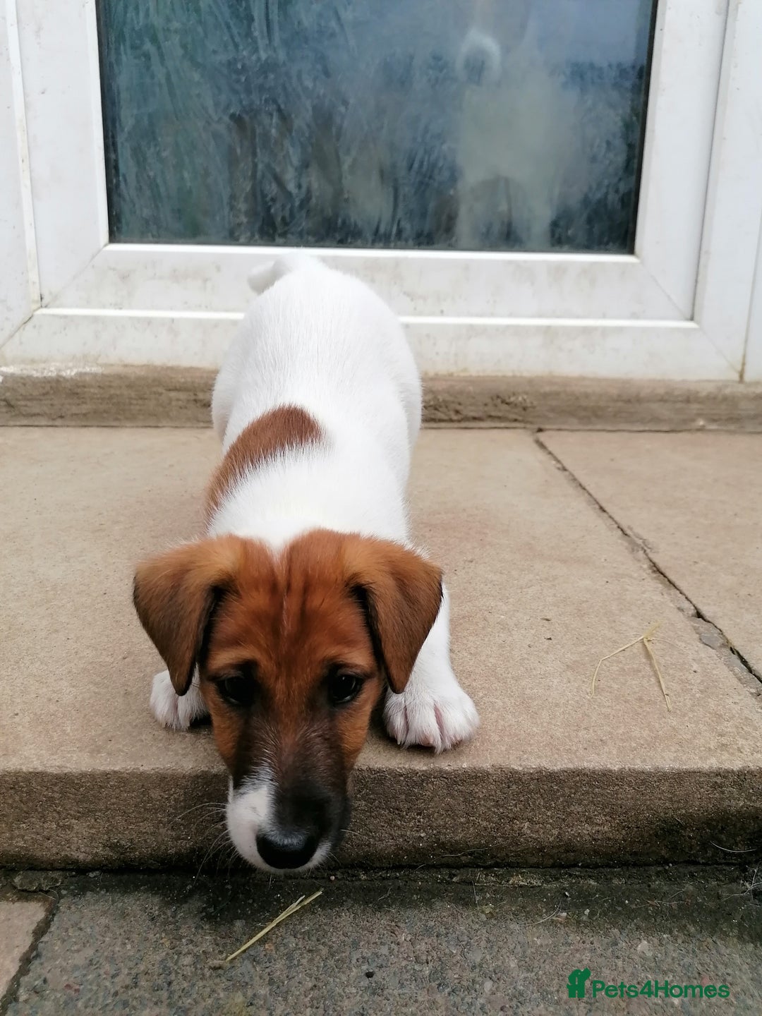 Fox Terrier dogs for sale: Smooth Fox Terrier  - Image 5