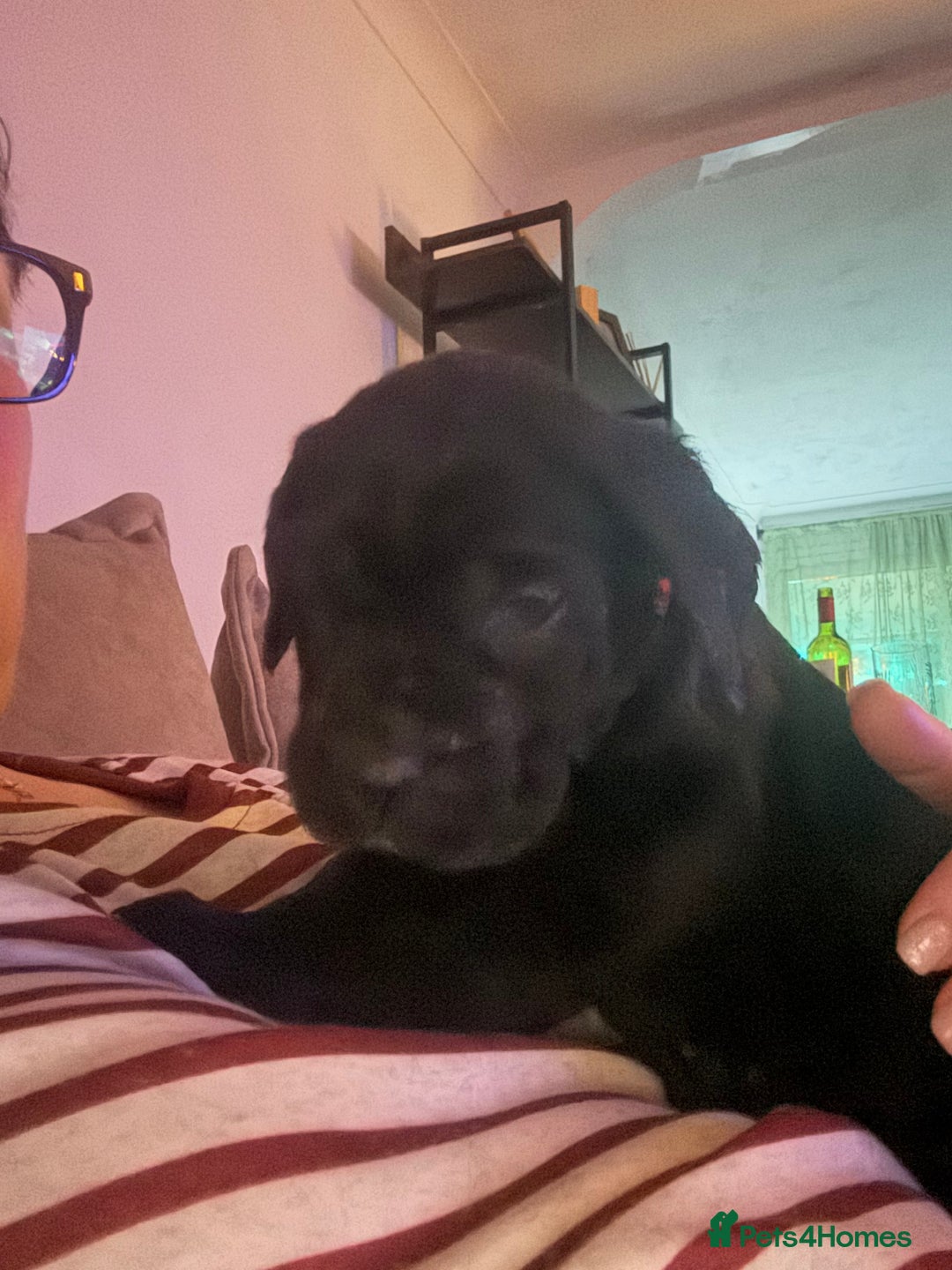 Cane Corso dogs for sale:  Stunning pure cane corso puppies - Advert 16