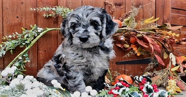 Goldendoodle dogs - Advert 14