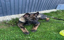 German Shepherd dogs for sale: Dark Sable German Shepherd Puppy (Male) - Advert 1
