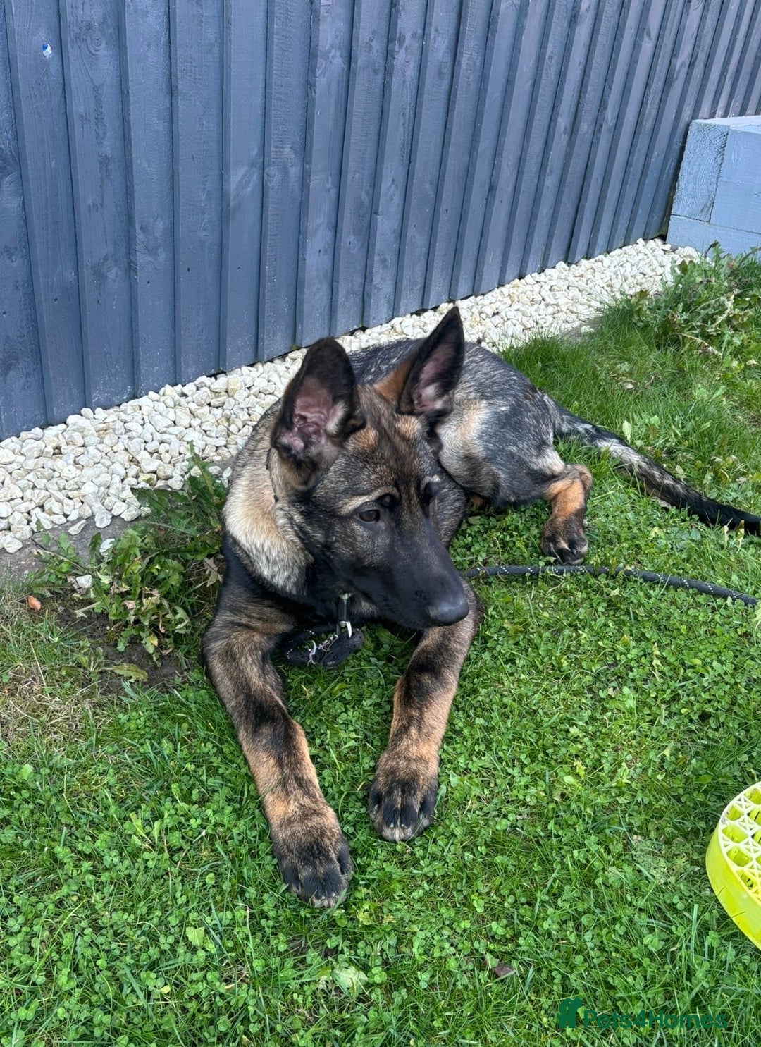 German Shepherd dogs for sale: Dark Sable German Shepherd Puppy (Male) - Advert 1