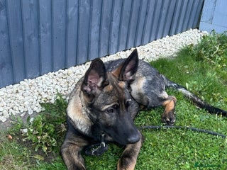 German Shepherd dogs for sale: Dark Sable German Shepherd Puppy (Male) - Advert 1