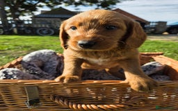 Labradoodle dogs for sale: 7 Miniture labradoodles  - Image 4