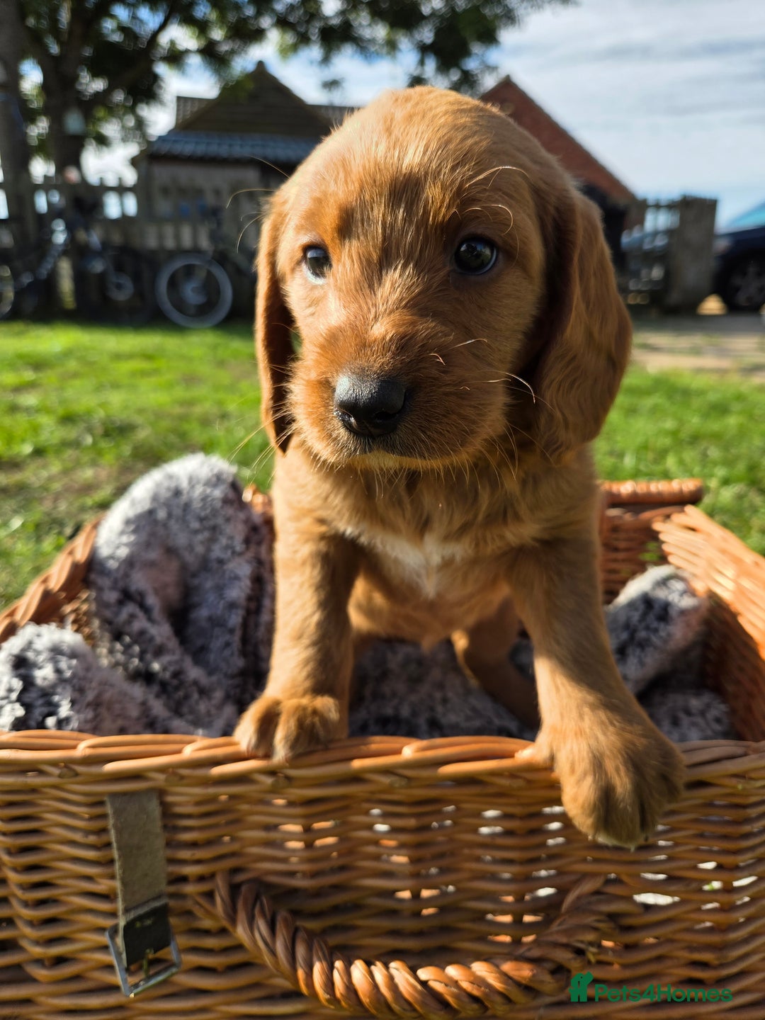 Labradoodle dogs for sale: 7 Miniture labradoodles  - Image 4