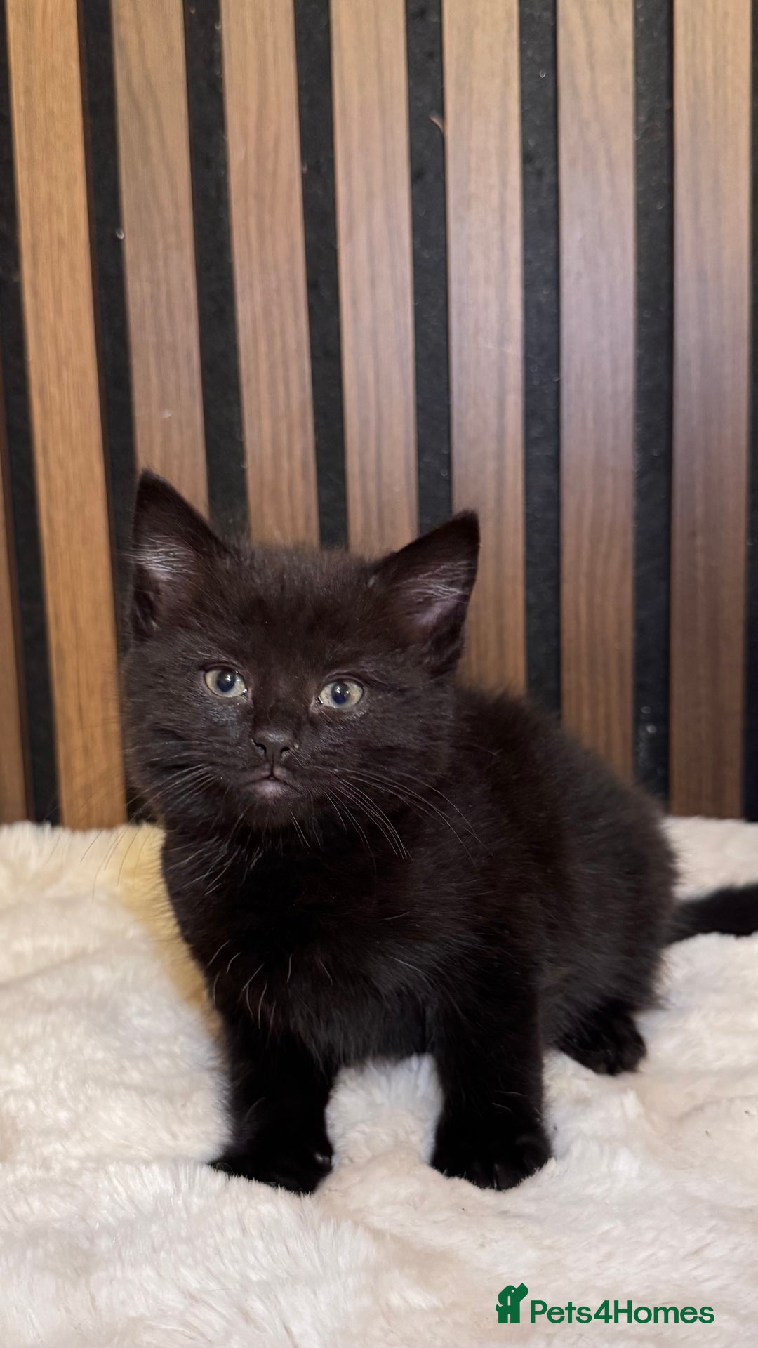 British Shorthair cats for sale: 🎃The Jack Frost Litter–Frost & Pumpkin Whiskers❄️ - Image 33