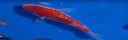 Koi Carp fish for sale: Japanese Koi - Top Quality - Advert 21