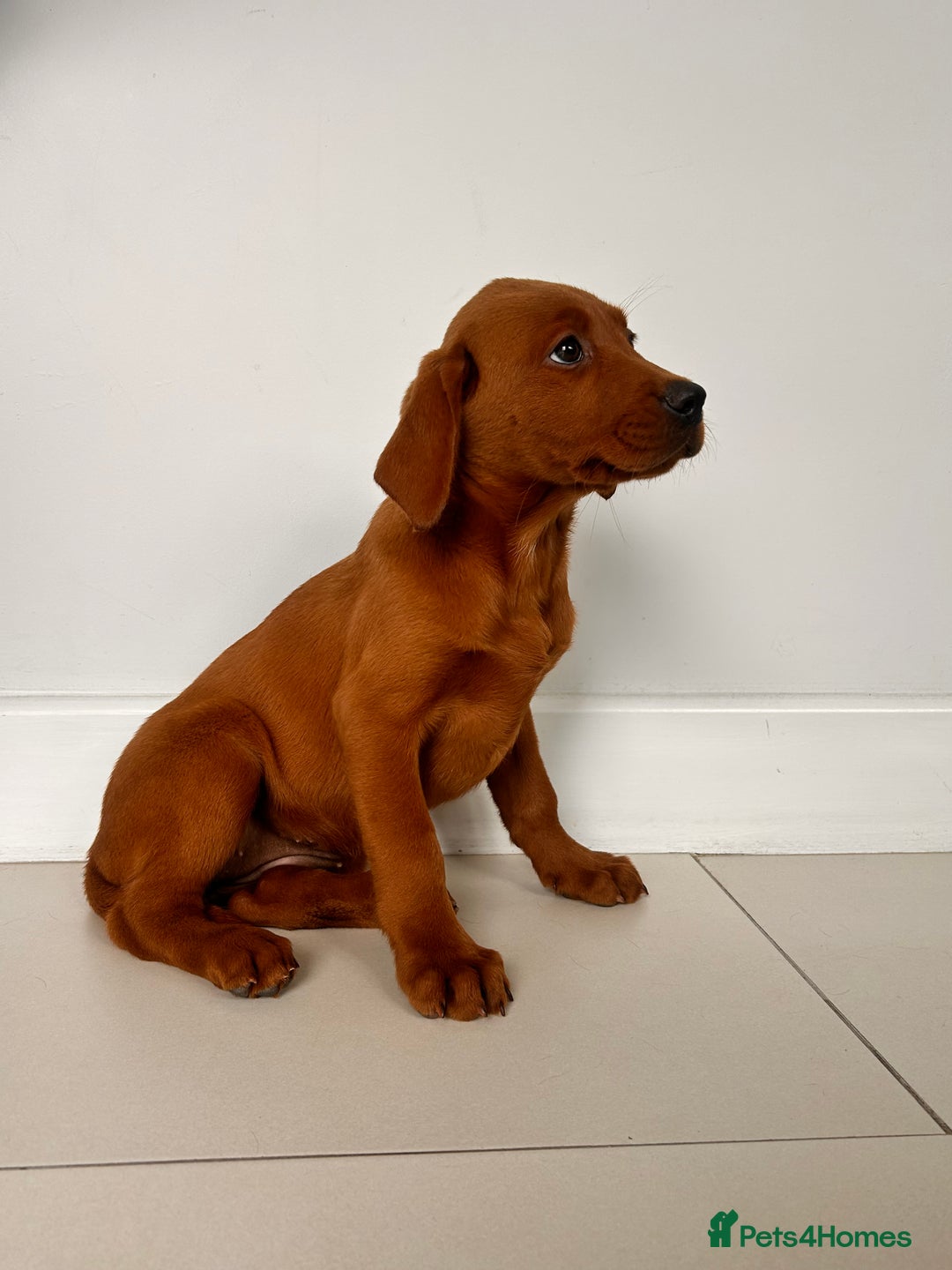 Labrador Retriever dogs for sale: Darkest Fox Red Labrador Puppies  - Image 5