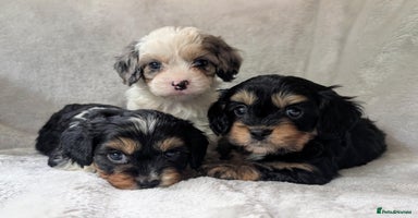 Cavapoo dogs - Advert 7
