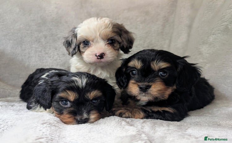 Cavapoo dogs - Advert 1
