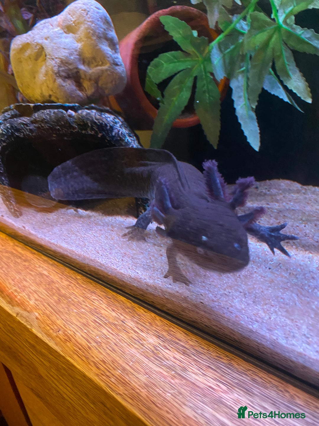 Axolotl reptiles for sale: Pair of breeding axolotls  - Advert 4