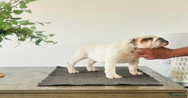 English Bulldog dogs - Advert 6