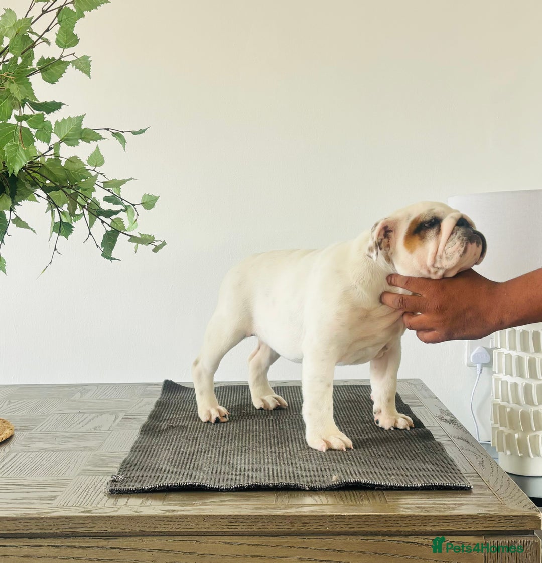 English Bulldog dogs for sale: Kc reg Stunning female available  - Image 2