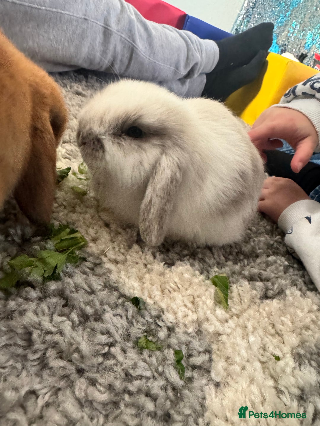 Mini Lop rabbits for sale: Mini lop - Advert 14