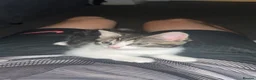Mixed Breed cats for sale: Three beautiful Female Cats🐾 - Advert 9