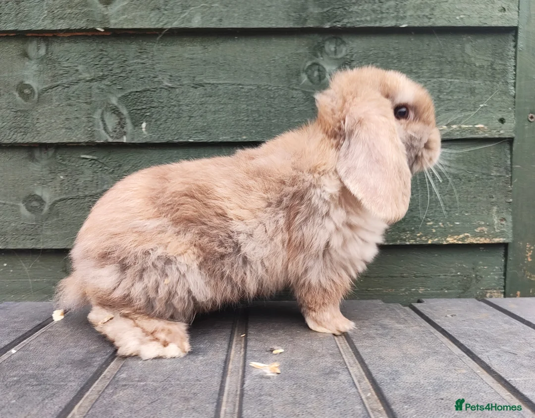 Mini Lop rabbits for sale: Stunning chocolate magpie buck  - Advert 2