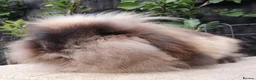 Mini Lion Lop rabbits for sale: Lion lop girl - Advert 3