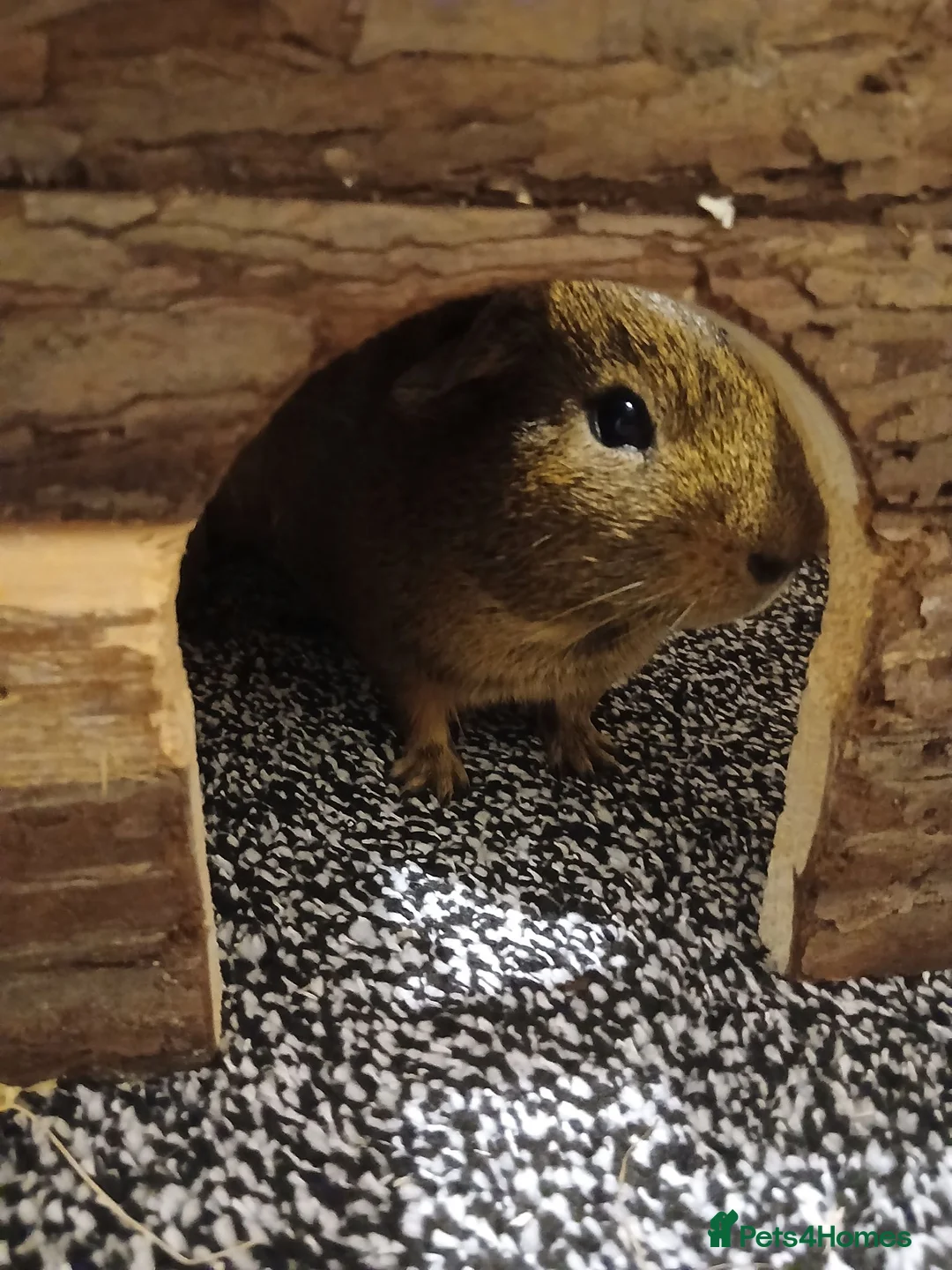 Guinea Pig rodents for sale: Guinea pigs  in Blackpool - Advert 1