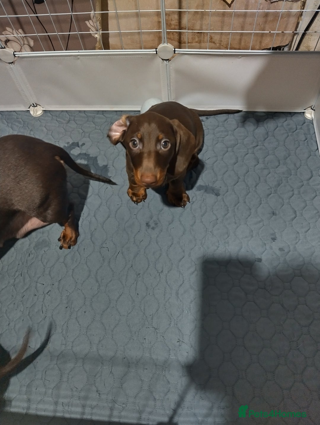 Dachshund dogs for sale: 2 Beautiful puppies - Advert 3