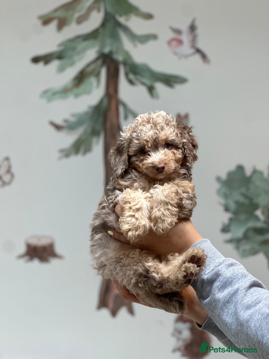 Cavapoo dogs for stud: Premium Cavapoo Chocolate Phantom Parti Stud  in Rickmansworth - Image 29