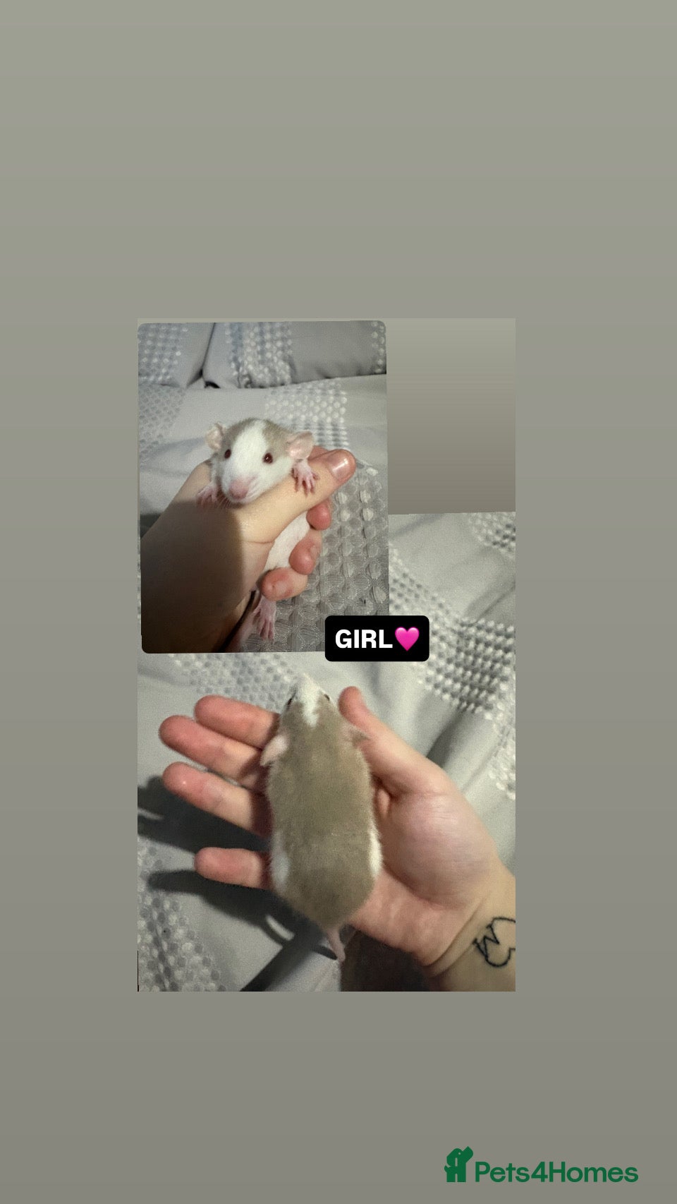 Rat rodents Baby Dumbo rat  - Advert 1