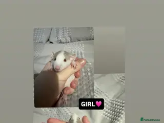 Rat rodents Baby Dumbo rat - Advert 1