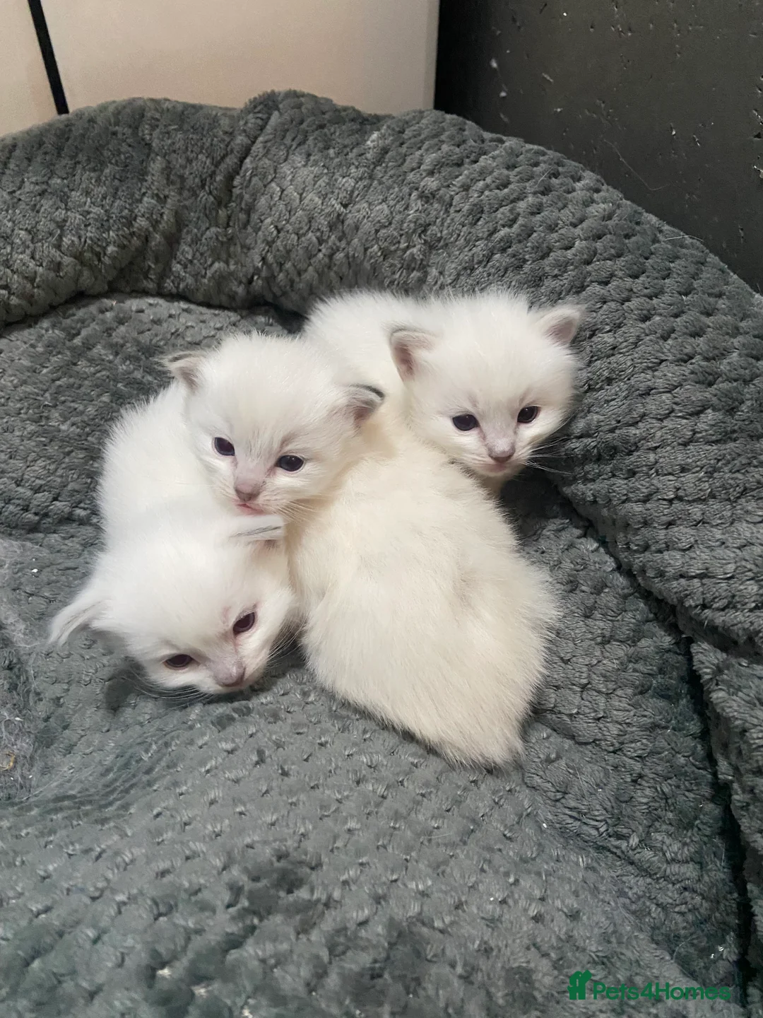 Ragdoll cats for sale: Adorable Ragdoll kittens - Advert 2
