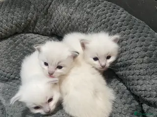 Ragdoll cats Adorable Ragdoll kittens - Advert 8
