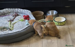 Japanese Shiba Inu dogs for sale: Beautiful Shiba - Image 17