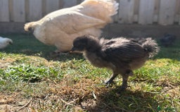 Chickens poultry for sale: Black & Paint Silkies - Image 6