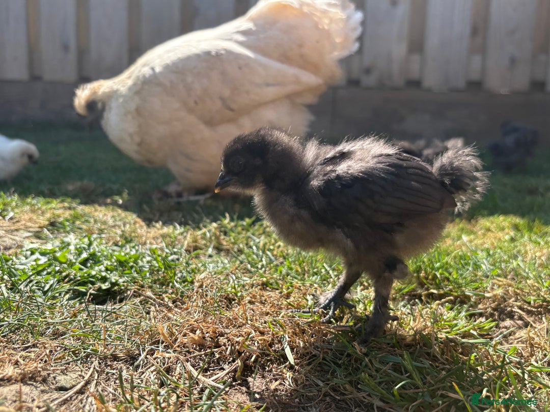 Chickens poultry for sale: Black & Paint Silkies - Image 6