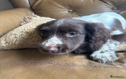 Sprocker dogs for sale: 3 beautiful sprocker pups left - Image 12