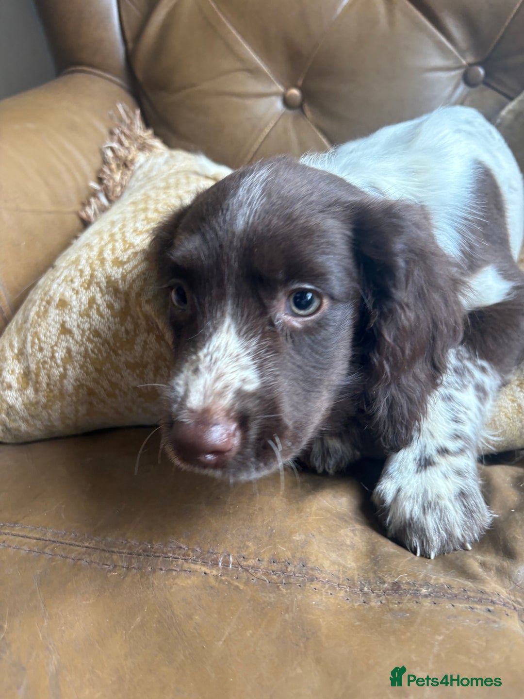 Sprocker dogs for sale: 3 beautiful sprocker pups left - Image 12