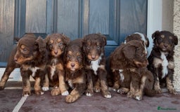 Bordoodle dogs for sale: OUTSTANDING *TRI COLOUR* MINIATURE BORDOODLES - Image 3