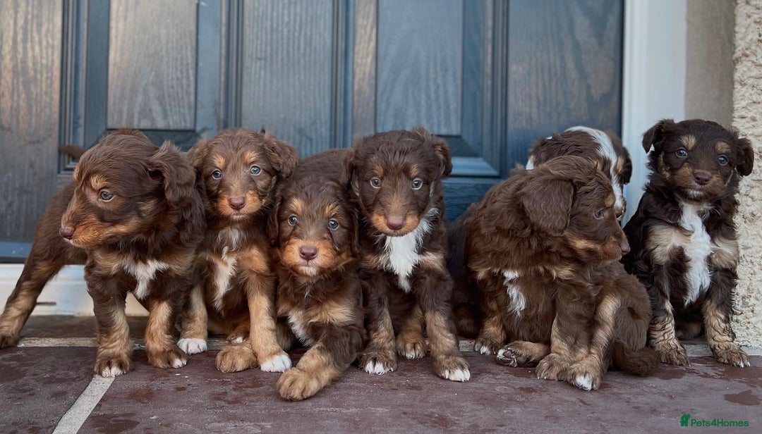 Bordoodle dogs for sale: OUTSTANDING *TRI COLOUR* MINIATURE BORDOODLES - Image 3