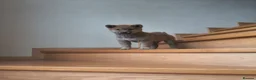 Japanese Shiba Inu dogs for sale: Pure Breed Japanese Shiba Inu Puppies  in Goole - Advert 36