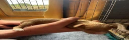 Cavapoo dogs for sale: Beautiful Cavapoo puppies  - Advert 3