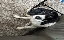 English Springer Spaniel dogs for sale: Springer spaniel girl  - Image 5