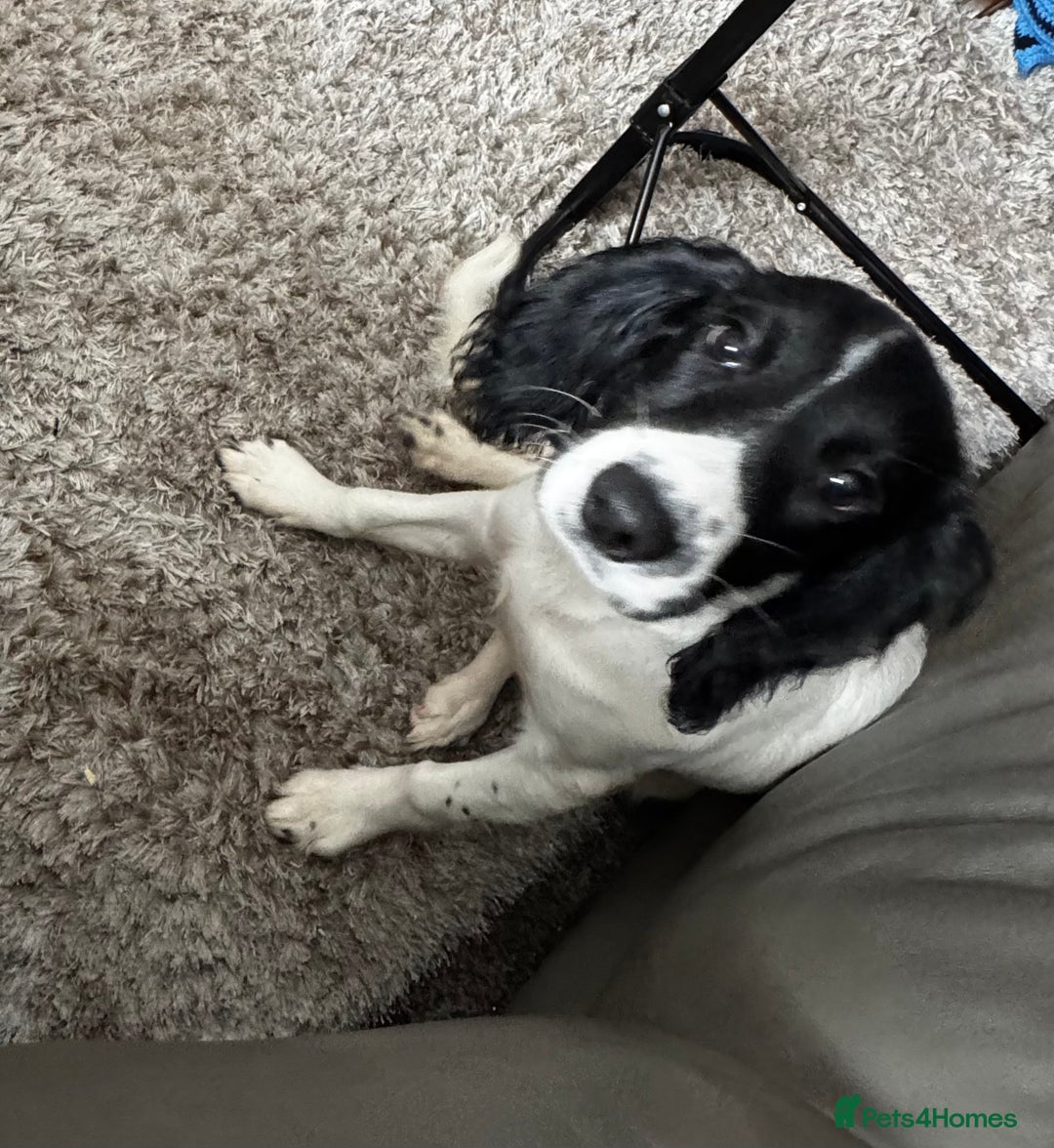 English Springer Spaniel dogs for sale: Springer spaniel girl  - Image 5