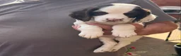 English Springer Spaniel dogs for sale: Springer Spaniel Puppies - Advert 9