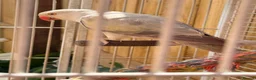 Ringnecks birds for sale: Male and female Indian ring neck in Stockton-on-Tees - Advert 1