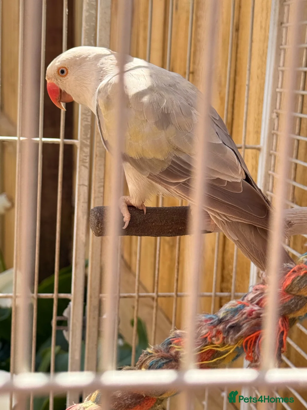Ringnecks birds for sale: Male and female Indian ring neck in Stockton-on-Tees - Advert 1
