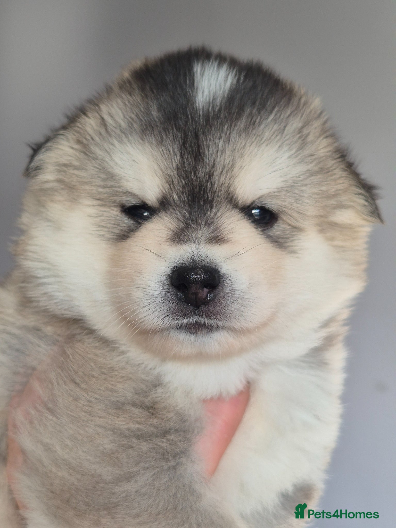 Pomsky dogs F3 Pomsky Puppies | 5⭐ Licensed | BVA Tested - Advert 1