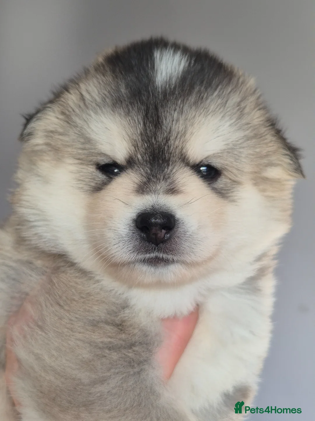 Pomsky dogs for sale: F3 Pomsky Puppies | 5⭐ Licensed | BVA Tested - Advert 1