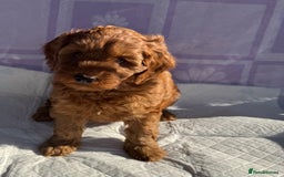 Cockapoo dogs for sale: Gorgeous Cockerpoo F1b - Image 15